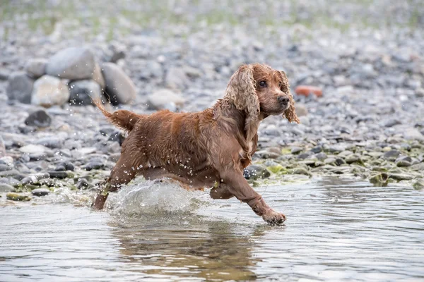 Puppy young dog English cocker spaniel while running in the water