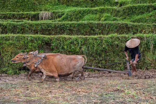 Man while plowing rice field in bali with cow plough