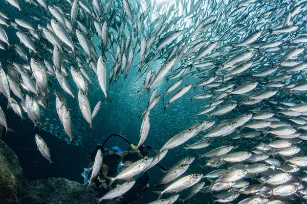 Beaytiful Latina Diver Inside a school of fish
