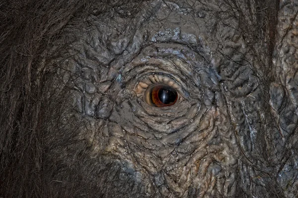 Mammoth eye