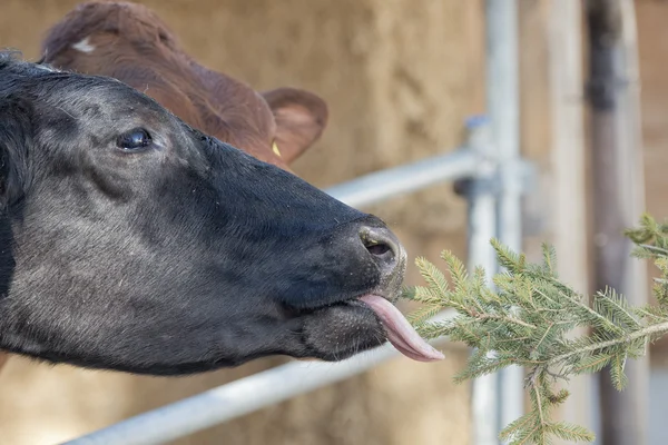 Cow portrait while licking pine tree branch