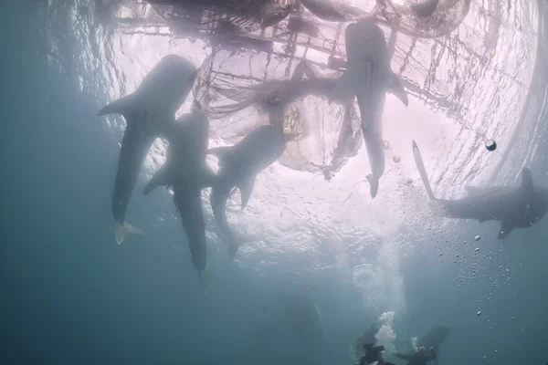 Five Whale Shark underwater approaching a fishing nest