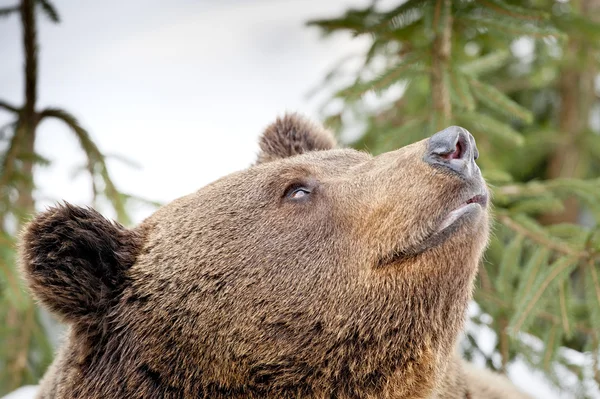 Bear brown grizzly portrait in the snow