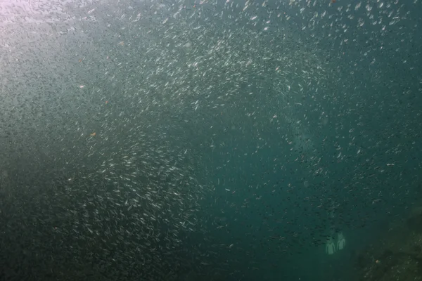 Diver entering Inside a giant sardines bait ball underwater