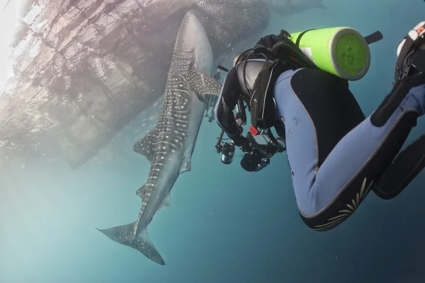 Whale Shark close encounter with diver underwater in Papua