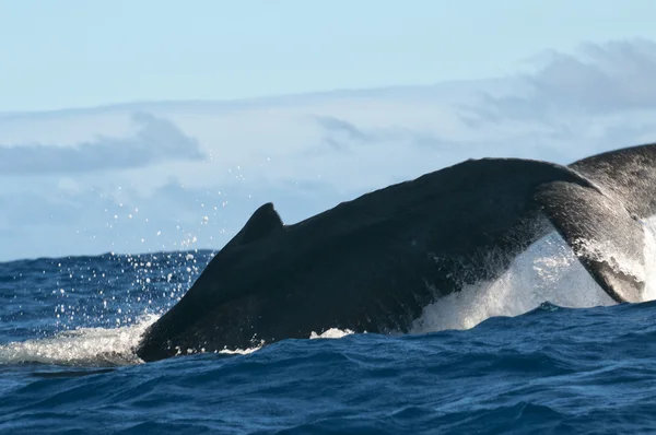 Humpback whale breaching and jumping in blue polynesian sea