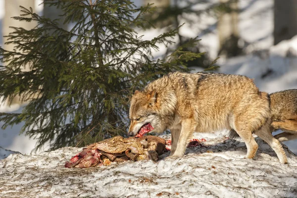 Wolf eating in the snow