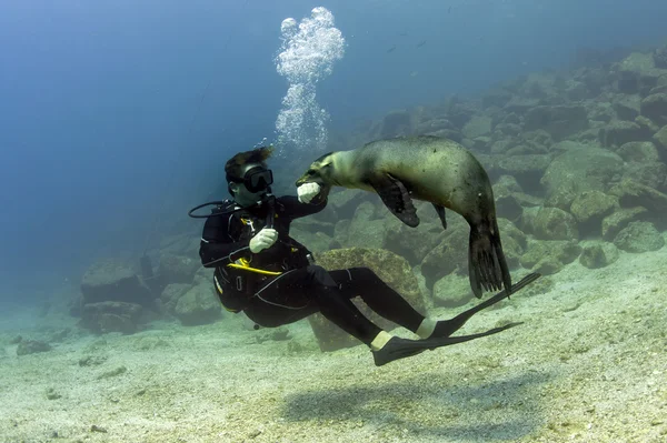 Sea lion seal seems to attack a diver underwater