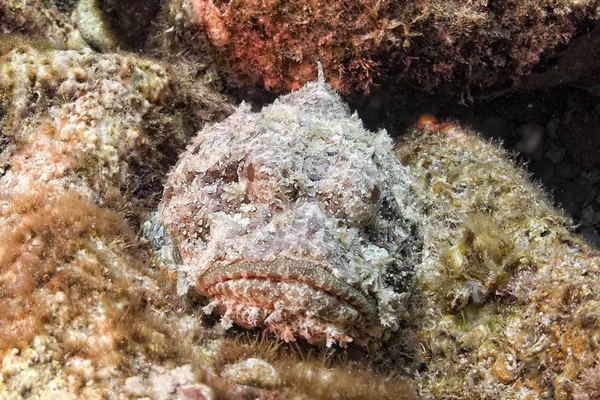 Dangerous Stone Fish portrait