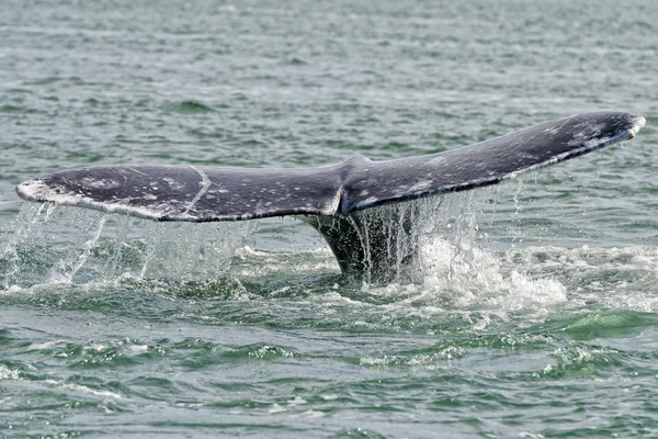 Grey whale tail going down in ocean