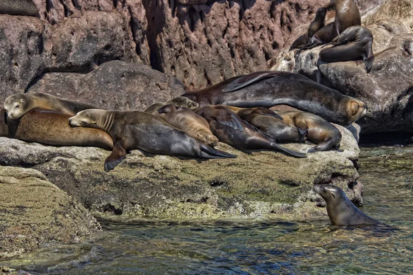 Sea lion seals relaxing