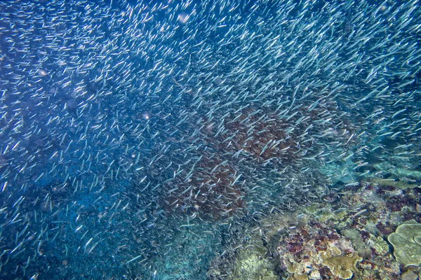 Red Sea corals house for Fishes