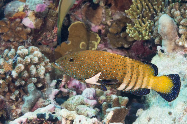 Colorful grouper on the reef