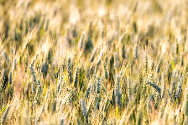 Mature Grain wheat field