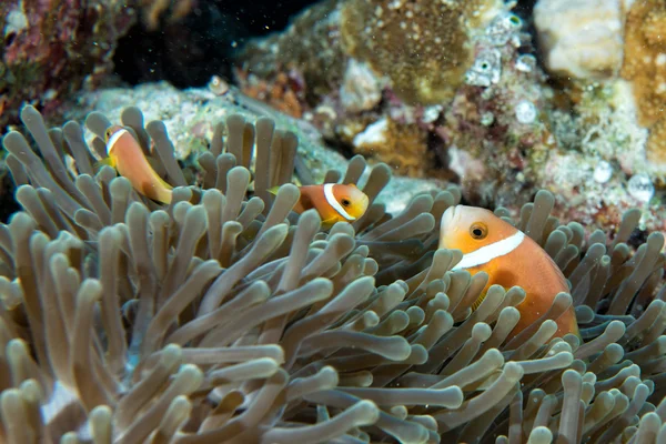 Clown fish inside green anemone on reef background