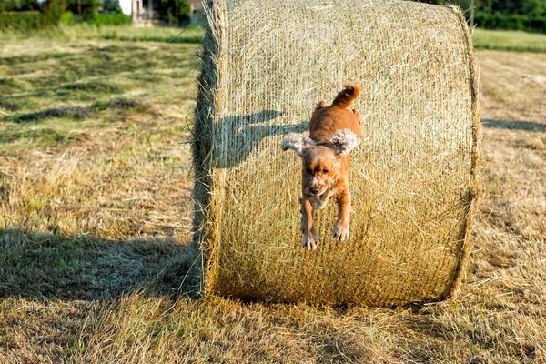 Dog puppy cocker spaniel jumping from wheat