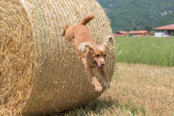 Dog puppy cocker spaniel jumping from wheat ball