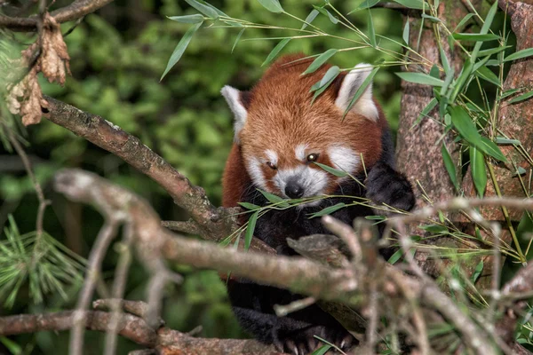 Red Panda close up portrait