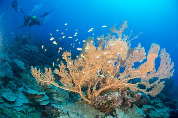 Maldives corals house for Fishes