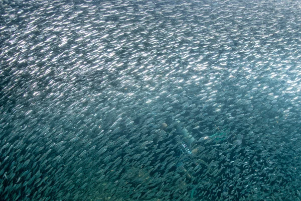 Entering Inside a school of fish underwater