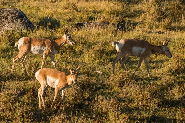 Antelope American antilocapra in Yellowstone