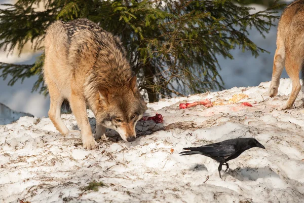 Wolf eating and hunting on the snow