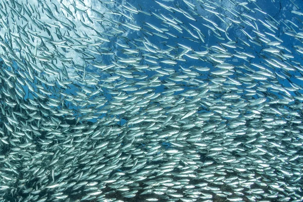 Entering Inside a sardine school of fish underwater