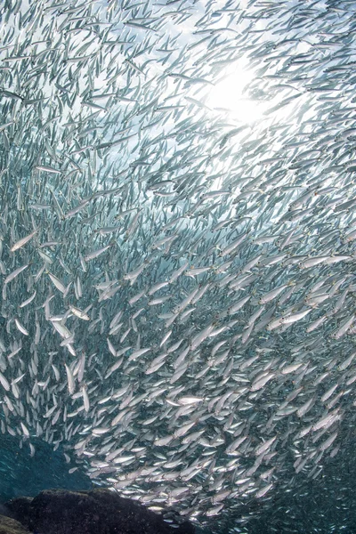 Entering Inside a sardine school of fish underwater