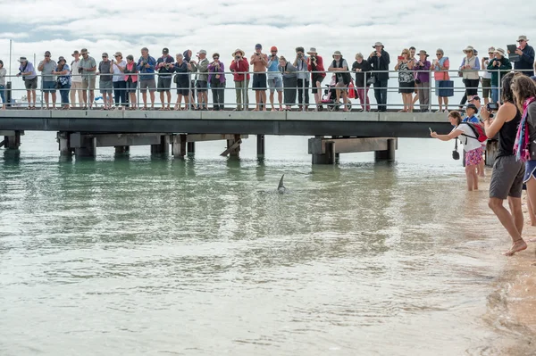 MONKEY MIA, AUSTRALIA - AUGUST, 28, 2015- dolphins near the shore get in touch with humans