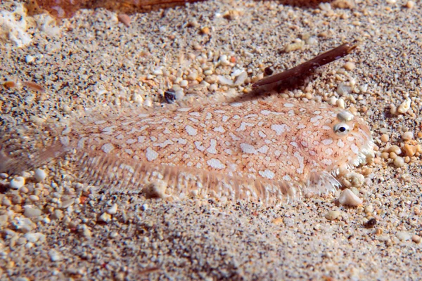 Flat fish hiding in the sand in indonesia
