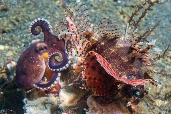 Coconut octopus fighting against scorpion fish