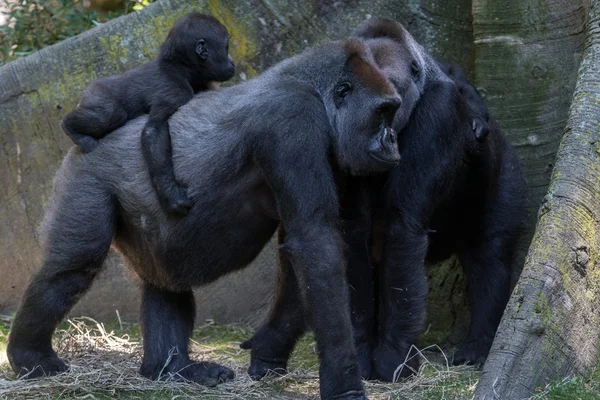 Newborn baby gorilla with mother