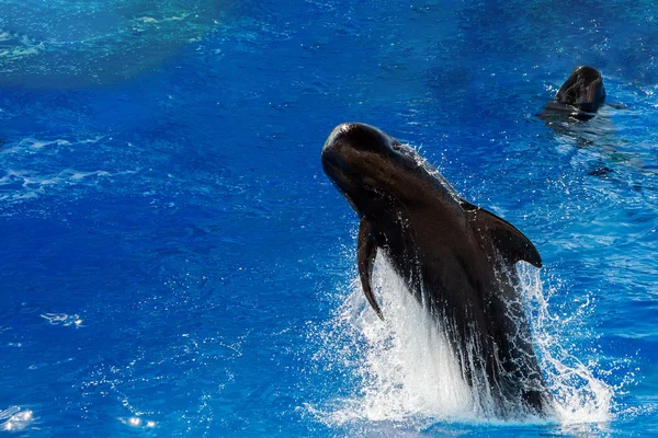 Pilot whale jumping outside the sea