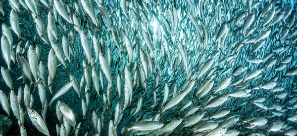 Sardine school of fish underwater