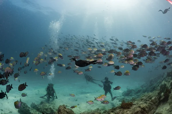 Cormorant while fishing underwater in bait ball