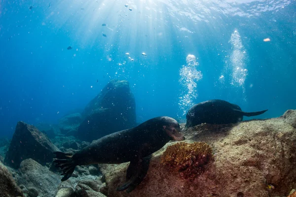 Male sea lions fighting underwater