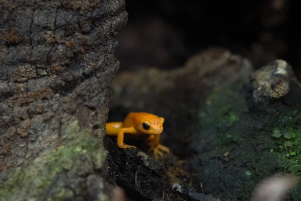 Golden mantella frog of Madagascar