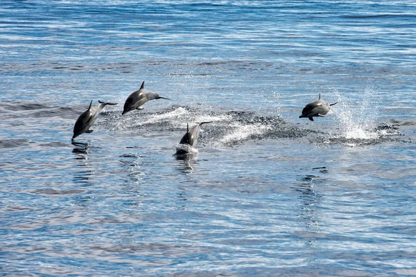 Common dolphin jumping outside the ocean