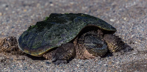 Laying eggs