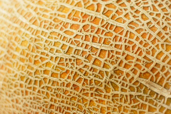 Textured melon peel full frame close up