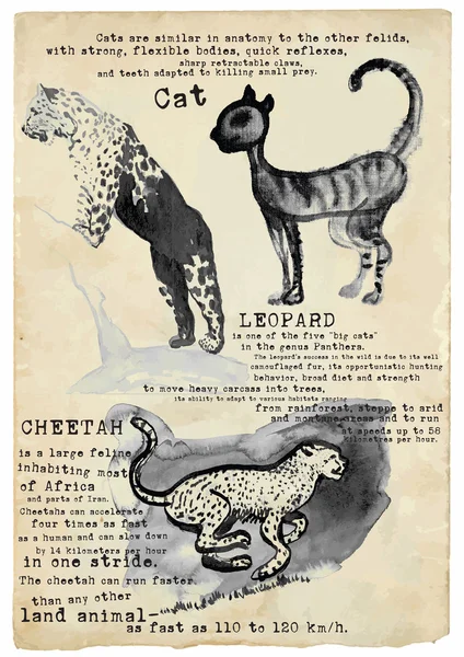 Cat, Leopard, Cheetah - vector, placard