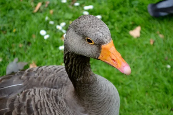 Grey goose portrait
