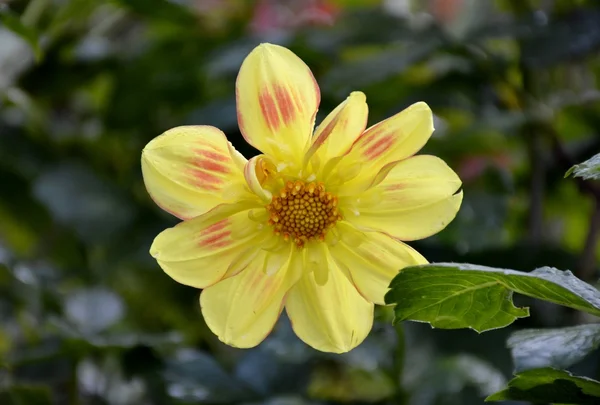 Dahlia flower and leaves