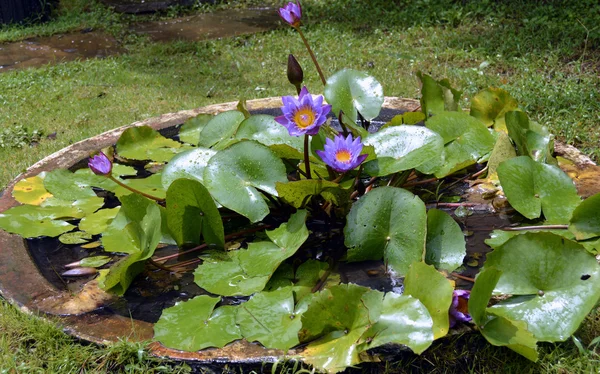 Water lilies blooming in a garden pond
