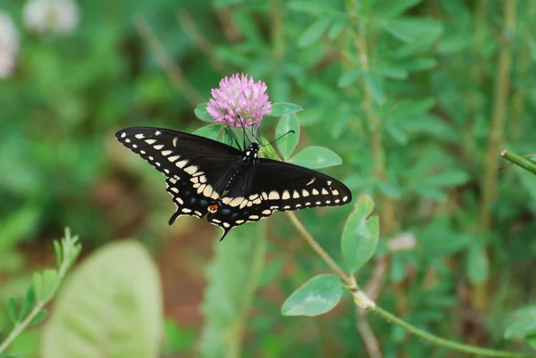 American Black Swallowtail hovering over the pink heads of Red Clover weeds