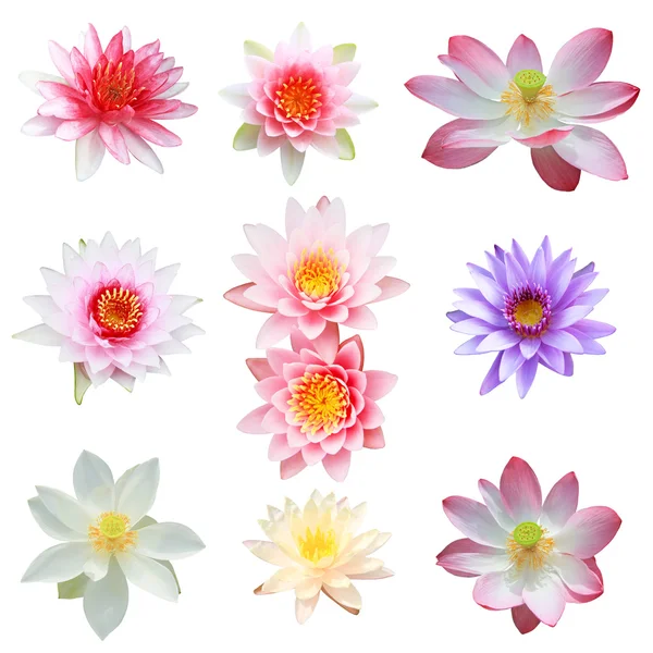 Collection of lotus and water lily isolated on white background