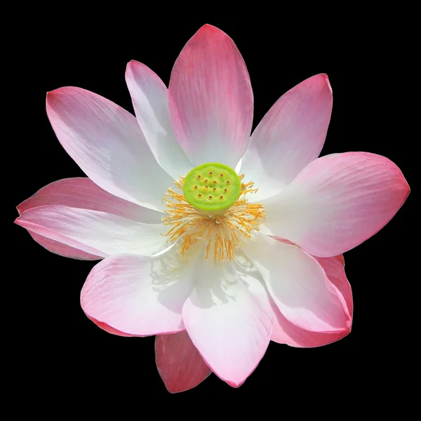 Pink lotus flower isolated on black background