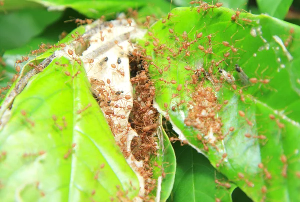 Red ant in ant nest made from green leaves