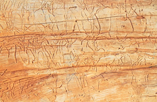 Traces of termites on old wood