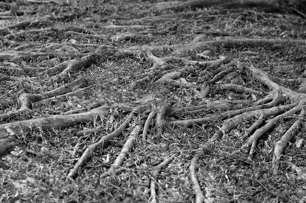 Tree root texture